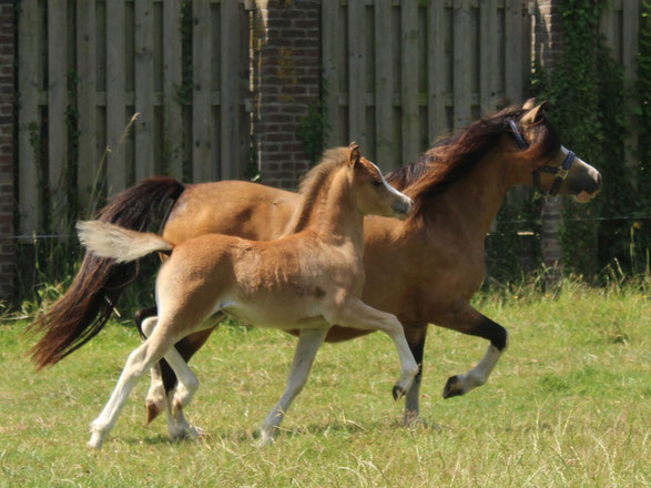 Oostdijk's Ceridwen Melian, filly, bay, 05-05-2025