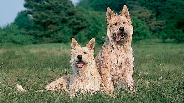 Der RasseStandard Berger Picard Hündin Lucy