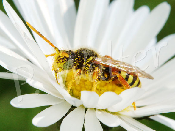 Bild: Gemeine / Gewöhnliche Wespenbiene, Nomada fucata, Männchen, auf Gänseblümchen, Bellis perennis