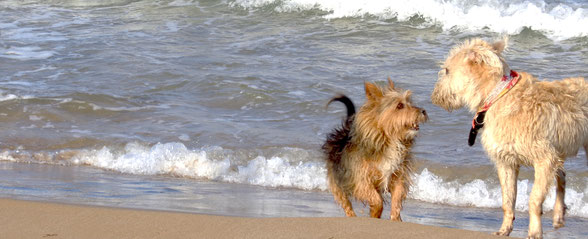 Zum internationalen Welthundetag - Tipps zur richtigen Hundehaltung - Traveldog - fair4world