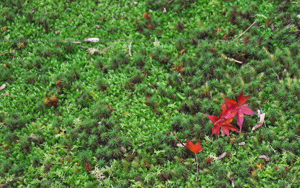 日本の世界遺産「古都京都の文化財［京都市、宇治市、大津市］」、西芳寺・苔寺