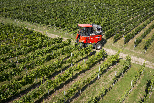 Traubenernte mit Vollernter Weinkellerei Kölle