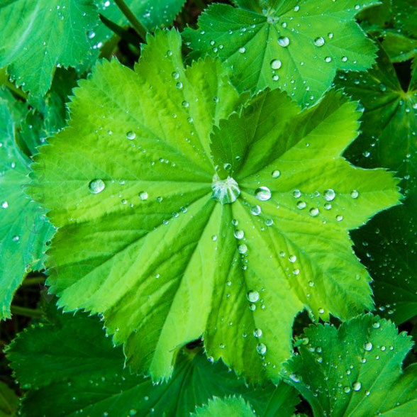 große grüne Blätter mit großen Wassertropfen des letzten Regen