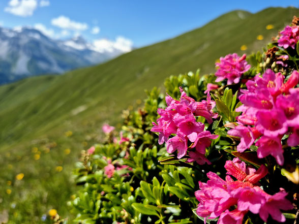 Tux im Zillertal