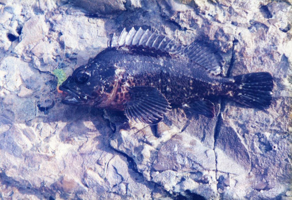 釣ったカサゴの写真