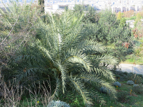 Phoenix theophrasti (Kretische Dattelpalme) im Botanischen Garten von Barcelona