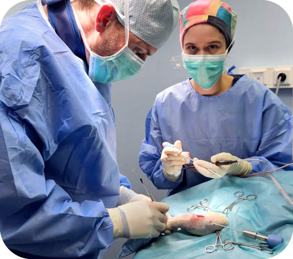 Tierchirurgie Berlin