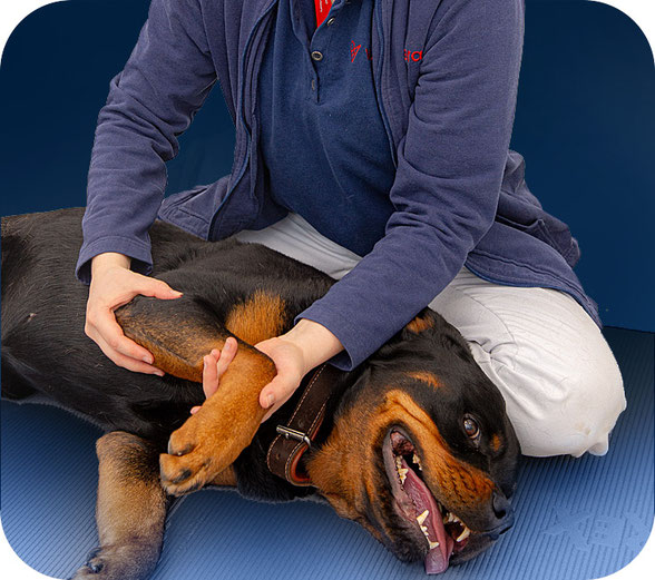 Tierosteopathie in Berlin