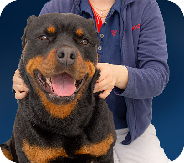 Tierphysio in Berlin