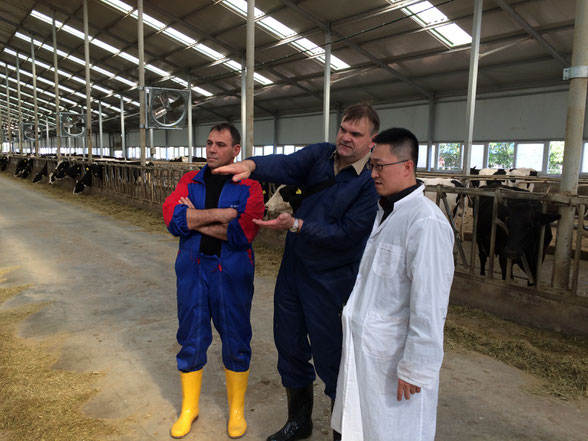 Cooperation Project for the Development of Cattle Breeding in China