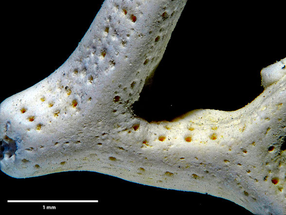 Bryozoa Art: Polyascosoecia lichenoides Goldfuss aus Bryozoen Sammlung Senckenberg Frankfurt