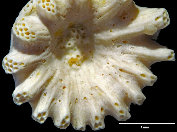 Bryozoa Art: Discocytis bettenstaedti Voigt 1951 aus Bryozoen Sammlung Senckenberg Frankfurt