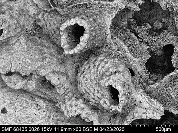 Bryozoa Art: Pachydera lagingi Voigt 1993 aus Bryozoen Sammlung Senckenberg Frankfurt
