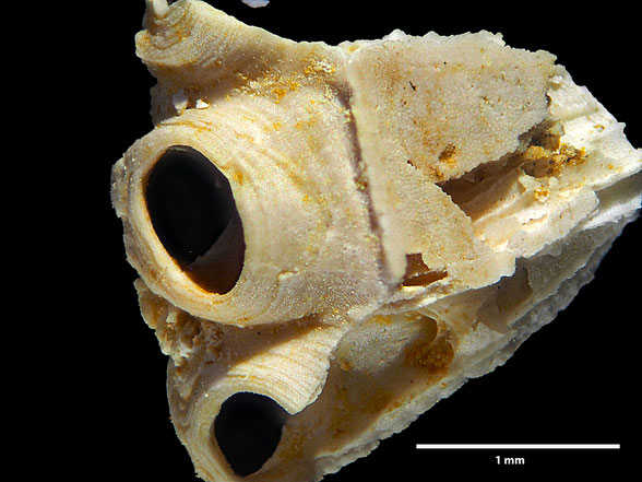 Bryozoa Art: Camerapora mamillata (Meunier & Pergens 1885) aus Bryozoen Sammlung Senckenberg Frankfurt