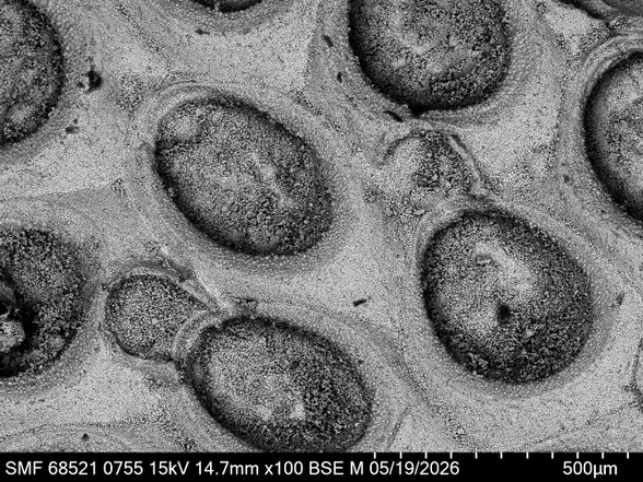 Bryozoa Art: Membranipora plebeja Brydone aus Bryozoen Sammlung Senckenberg Frankfurt,  