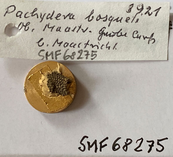Senckenberg, Bryozoa, Bryozoen, Moostierchen, Sammlung Voigt