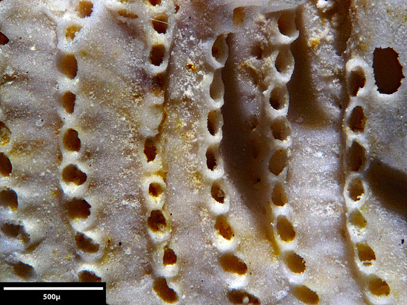 Bryozoa Art: Idmonea macilenta von Hagenow 1851 aus Bryozoen Sammlung Senckenberg Frankfurt