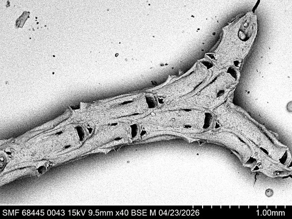 Bryozoa Art: Micropora amphora (von Hagenow 1839) aus Bryozoen Sammlung Senckenberg Frankfurt