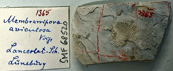 Senckenberg, Bryozoa, Bryozoen, Moostierchen, Sammlung Voigt