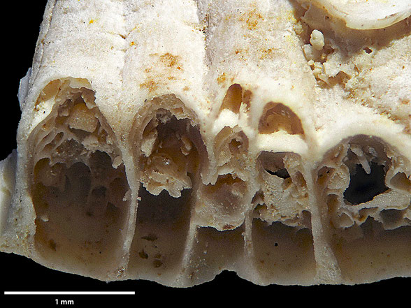 Bryozoa Art: Camerapora semipatina Hamm aus Bryozoen Sammlung Senckenberg Frankfurt
