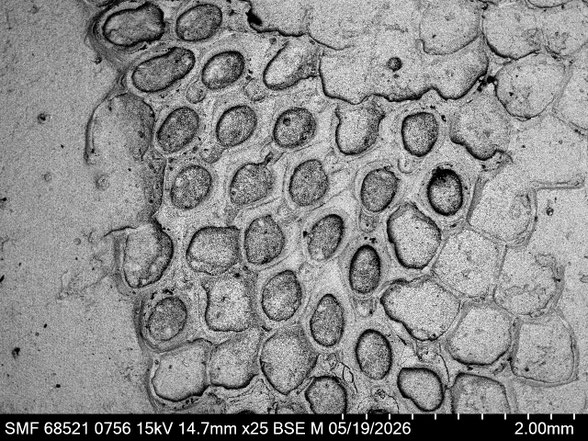Bryozoa Art: Membranipora plebeja Brydone aus Bryozoen Sammlung Senckenberg Frankfurt,  