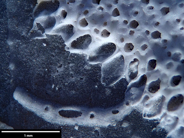 Bryozoa Art: Hoplocheilina vulcani Brydone aus Bryozoen Sammlung Senckenberg Frankfurt