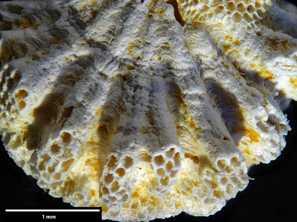 Bryozoa Art: Patenaria depressa Hamm 1881 aus Bryozoen Sammlung Senckenberg Frankfurt,