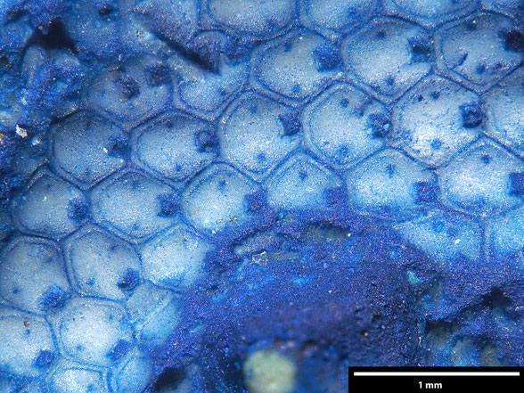 Bryozoa Art: Micropora glabra Voigt, 1924 aus Bryozoen Sammlung Senckenberg Frankfurt,  