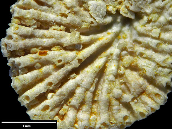 Bryozoa Art: Patenaria depressa Hamm 1881 aus Bryozoen Sammlung Senckenberg Frankfurt