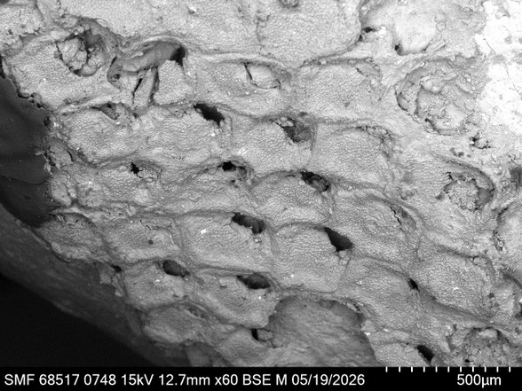Bryozoa Art: Callopora hanoverana Voigt 1924 aus Bryozoen Sammlung Senckenberg Frankfurt