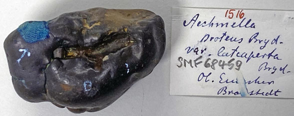 Senckenberg, Bryozoa, Bryozoen, Moostierchen, Sammlung Voigt