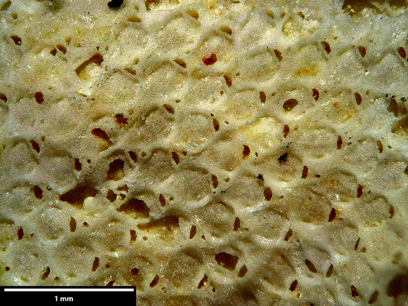 Bryozoa Art: Microporina mohli von Hagenow aus Bryozoen Sammlung Senckenberg Frankfurt