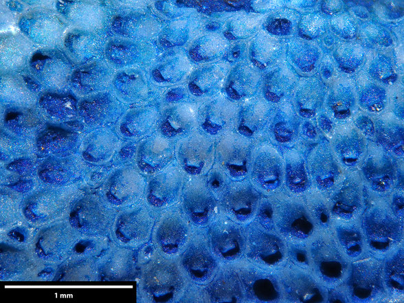 Bryozoa Art: Aechmella proteus lateaperta Brydone, 1912 aus Bryozoen Sammlung Senckenberg