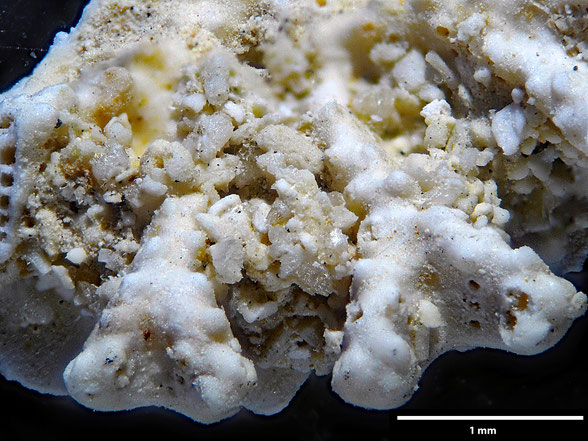 Bryozoa Art: Idmonea divaricta Ubaghs 1879 aus Bryozoen Sammlung Senckenberg Frankfurt