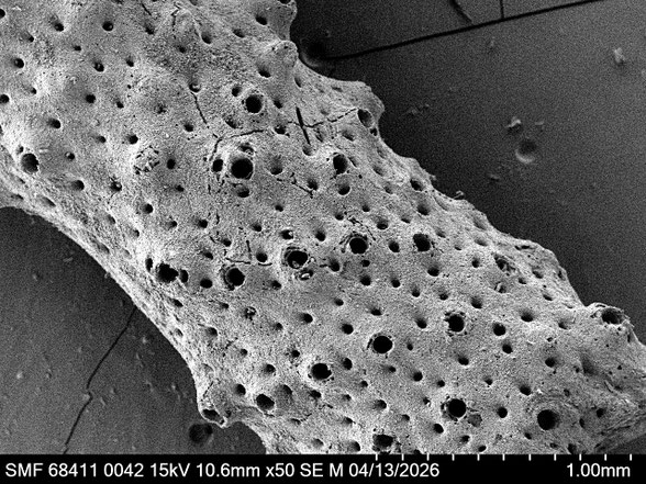 Bryozoa Art: Petalopora marssoni (Gregory 1899) aus Bryozoen Sammlung Senckenberg Frankfurt
