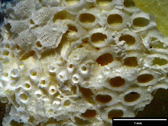 Bryozoa Art: Membraniporella falcoburgensis Pergens aus Bryozoen Sammlung Senckenberg Frankfurt