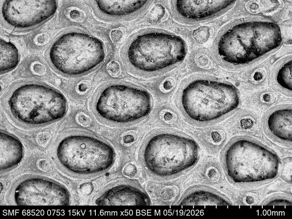 Bryozoa Art: Membranipora aviculosa (Voigt 1930) aus Bryozoen Sammlung Senckenberg Frankfurt