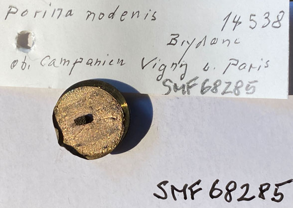 Senckenberg, Bryozoa, Bryozoen, Moostierchen, Sammlung Voigt