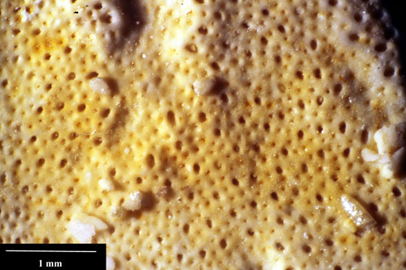Bryozoa Art: Biflabellaria apathyi Pergens 1894 aus Bryozoen Sammlung Senckenberg Frankfurt,  CC BY:  Dr. Rainer Teubner