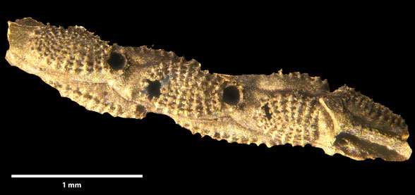 Bryozoa Art: Castanopora (Castanoporina) voigti Larwood 1962 aus Bryozoen Sammlung Senckenberg Frankfurt