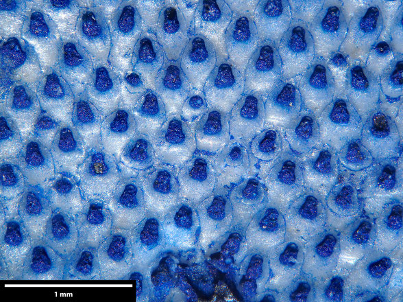 Bryozoa Art: Euritina repens Voigt, 1924 aus Bryozoen Sammlung Senckenberg Frankfurt