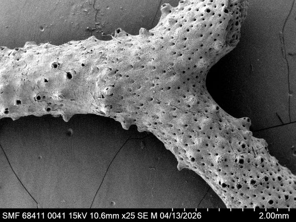 Bryozoa Art: Petalopora marssoni (Gregory 1899) aus Bryozoen Sammlung Senckenberg Frankfurt