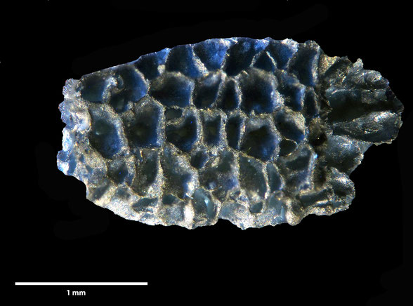 Bryozoa Art: Porina nodensis Brydone 1930 aus Bryozoen Sammlung Senckenberg Frankfurt
