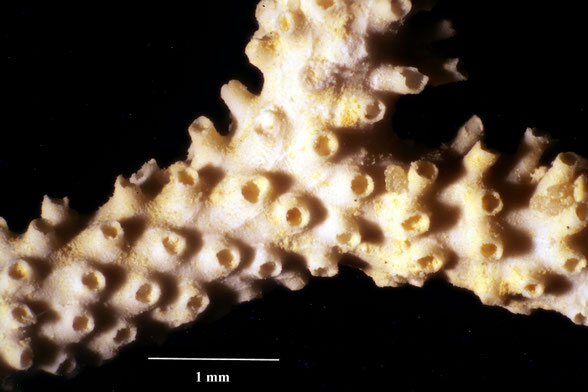 Bryozoa Art: Entalophora tubulosa von Hagenow aus Bryozoen Sammlung Senckenberg Frankfurt,  CC BY:  Dr. Rainer Teubner