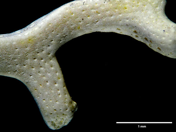 Bryozoa Art: Polyascosoecia lichenoides Goldfuss aus Bryozoen Sammlung Senckenberg Frankfurt