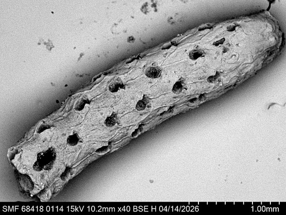 Bryozoa Art: Platyglena clava Marsson 1887 aus Bryozoen Sammlung Senckenberg Frankfurt,  