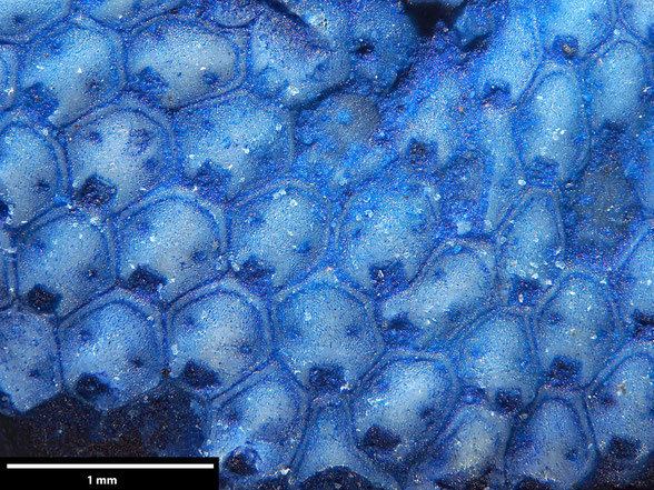 Bryozoa Art: Micropora glabra Voigt, 1924 aus Bryozoen Sammlung Senckenberg Frankfurt,  