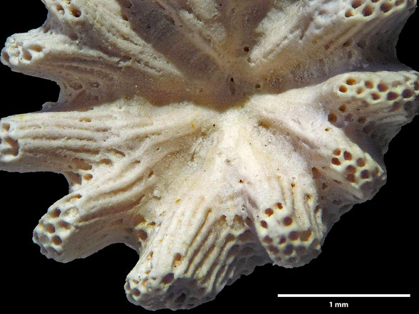 Bryozoa Art: Discocytis bettenstaedti Voigt 1951 aus Bryozoen Sammlung Senckenberg Frankfurt