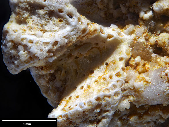 Bryozoa Art: Idmonea divaricta Ubaghs 1879 aus Bryozoen Sammlung Senckenberg Frankfurt