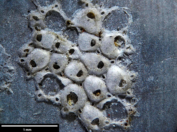 Bryozoa Art: Micropora monticula Brydone 1936 aus Bryozoen Sammlung Senckenberg Frankfurt